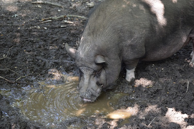 作为世界足 作为世界足