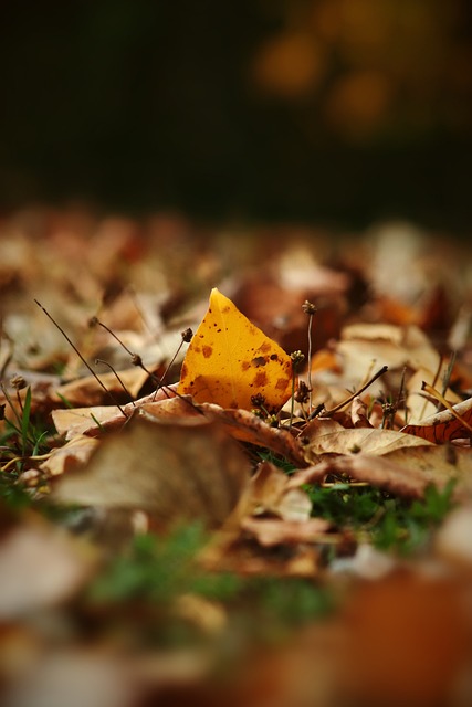 拉姆斯代爾 拉姆斯代爾